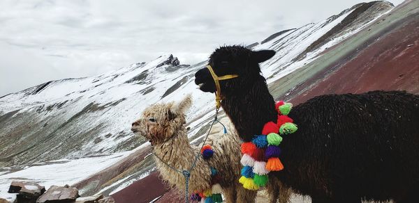 View of a llama on snow covered landscape