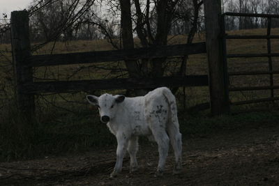 Horse standing in a field