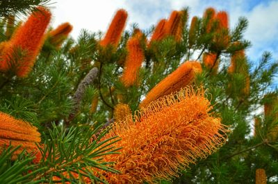 Close-up of plants against sky