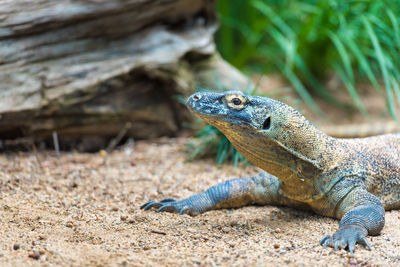 Close-up of komodo on field