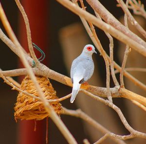 Close-up of parrot perching on branch