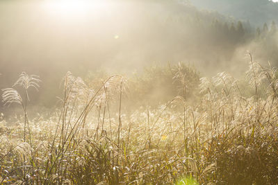 Close-up of wheat growing on field during sunset