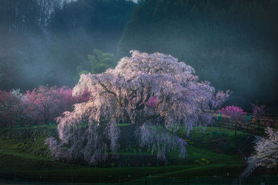 Low angle view of cherry blossom trees on sunny day