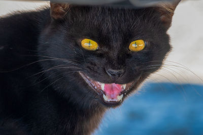 Close-up portrait of a cat