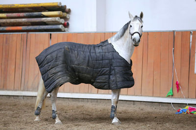 Side view of horse standing on field