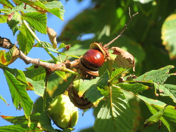 Close-up of fruits growing on tree