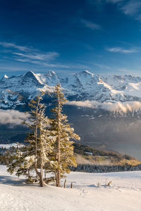 Trees growing on snow covered land against mountains