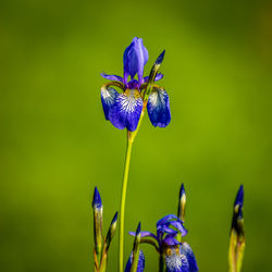 Close-up of purple iris blue flower