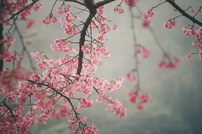 Low angle view of cherry blossom