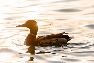 Duck swimming in a lake