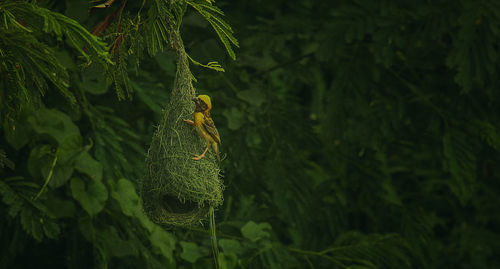 Bird perching on nest in forest