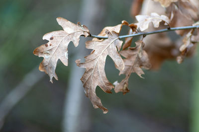 Close-up of dry leaves on plant during autumn