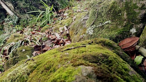 Close-up of moss growing on rock in forest