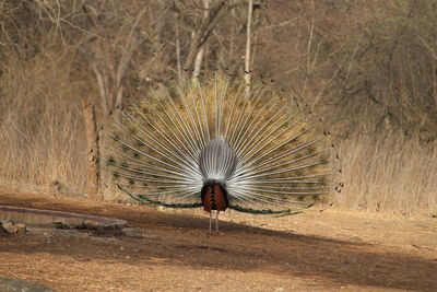 peacock