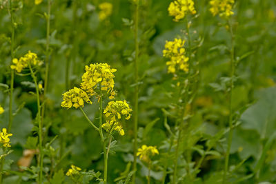 Close-up of yellow flowering plant on field