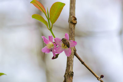 Close-up of honey bee pollinating flower