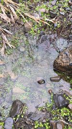 High angle view of water