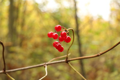 Close-up of red berries on tree