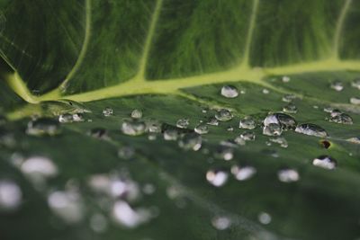 Close-up of raindrops on green leaves