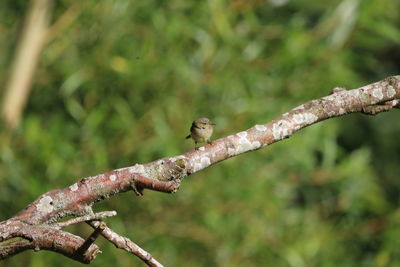 Close-up of bird perching on branch