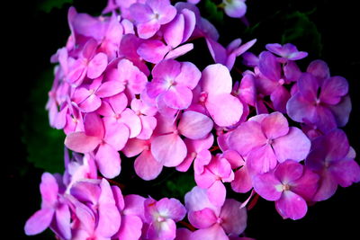 Close-up of pink hydrangea flowers against black background