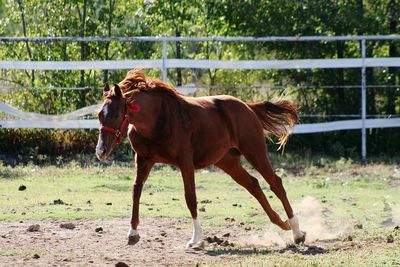 Horse on field