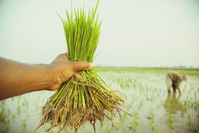 Close-up of hand holding wheat crops on field