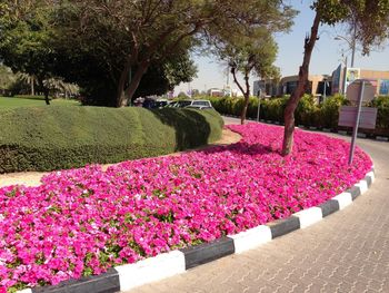 Pink flowers blooming in garden