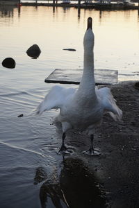 Swan swimming in lake