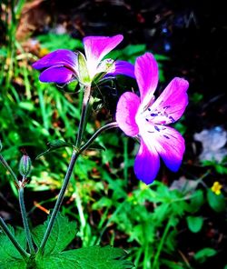 Close-up of purple crocus blooming outdoors