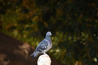 Close-up of pigeon perching on a tree