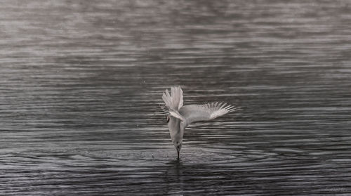 Seagull flying over a lake