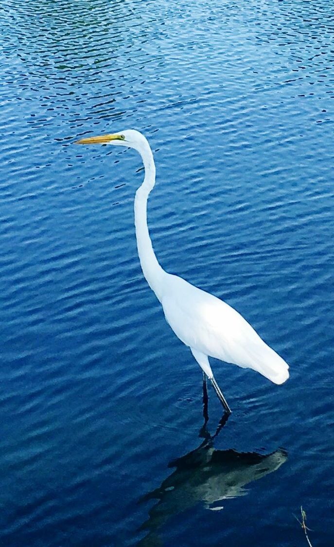 HIGH ANGLE VIEW OF WHITE BIRD IN LAKE