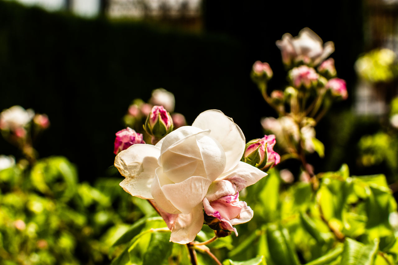 CLOSE-UP OF ROSE FLOWER