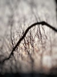 Close-up of bare tree