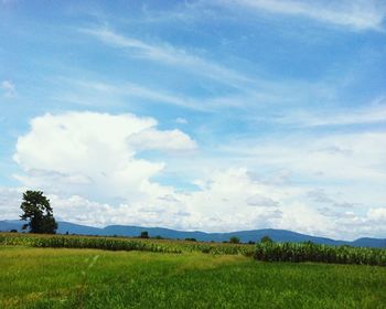 Scenic view of field against sky