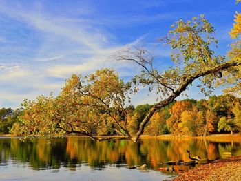 Scenic view of lake by trees against sky