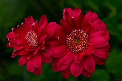 Close-up of red flowering plant