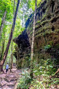 Rear view of man walking amidst trees in forest