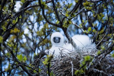 Close-up of bird on tree branch