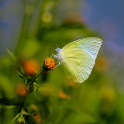 Close-up of butterfly pollinating on flower