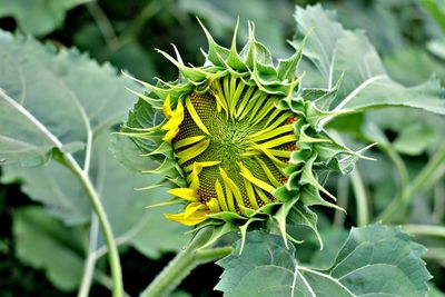 Close-up of sunflower bud growing outdoors