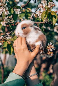Cropped hand of woman holding rabbit