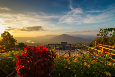 Scenic view of flowering plants against sky during sunset