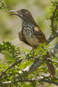 Bird perching on a branch