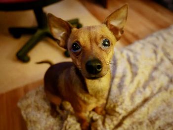 Portrait of dog at home