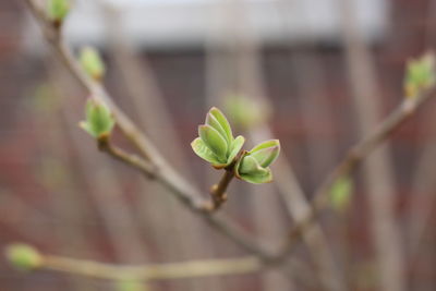 Close-up of green plant