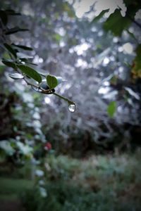 Close-up of tree against blurred background