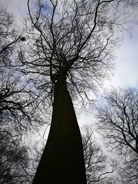 Low angle view of tree against sky