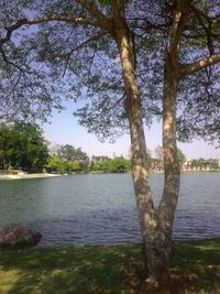 Scenic view of lake and trees